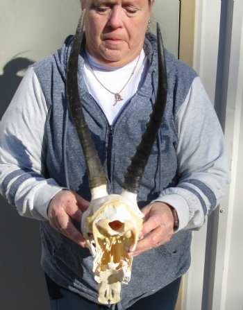 C-Grade 12" Female Blesbok Skull with 13" Horns - $42