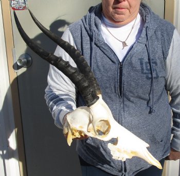 C-Grade 12" Female Blesbok Skull with 13" Horns - $42