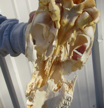 C-Grade 12" Female Blesbok Skull with 13" Horns - $42