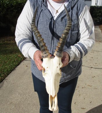 C-Grade 11-3/4" Male Blesbok Skull with 13-3/4" Horns - $42