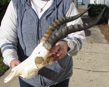 C-Grade 11-3/4" Male Blesbok Skull with 13-3/4" Horns - $42