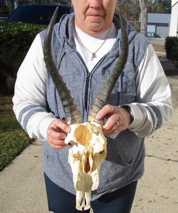 C-Grade 11-3/4" Male Blesbok Skull with 13-3/4" Horns - $42