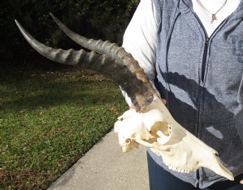 C-Grade 11-3/4" Male Blesbok Skull with 13-3/4" Horns - $42