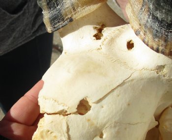 C-Grade 11-3/4" Male Blesbok Skull with 13-3/4" Horns - $42