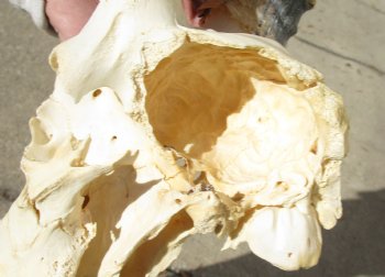 C-Grade 11-3/4" Male Blesbok Skull with 13-3/4" Horns - $42