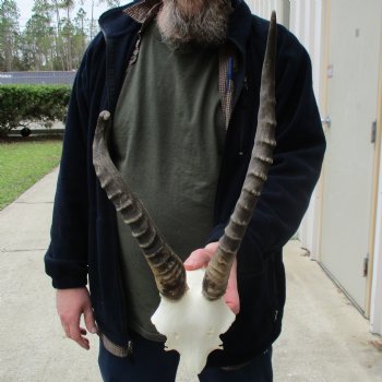 B-Grade Blesbok Skull Plate with 12" & 16" Horns - $25