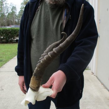 B-Grade Blesbok Skull Plate with 12" & 16" Horns - $25