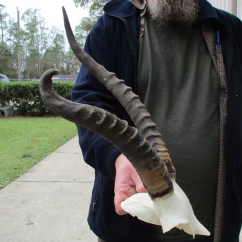 B-Grade Blesbok Skull Plate with 12" & 16" Horns - $25