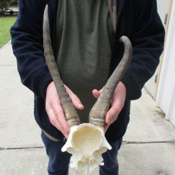 B-Grade Blesbok Skull Plate with 12" & 16" Horns - $25