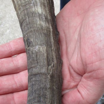 B-Grade Blesbok Skull Plate with 12" & 16" Horns - $25