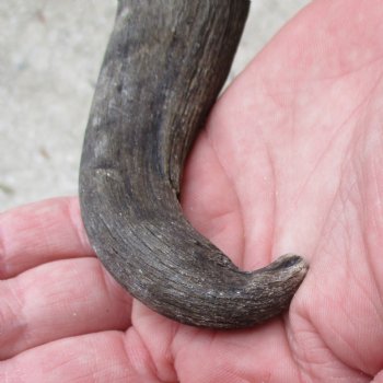 B-Grade Blesbok Skull Plate with 12" & 16" Horns - $25