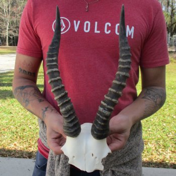 Male Blesbok Skull Plate with 13" Horns - $35