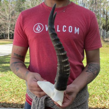 Male Blesbok Skull Plate with 13" Horns - $35