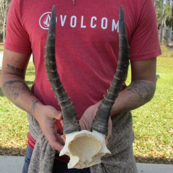 Male Blesbok Skull Plate with 13" Horns - $35