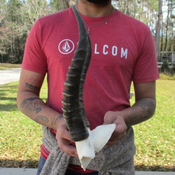 Male Blesbok Skull Plate with 13" Horns - $35