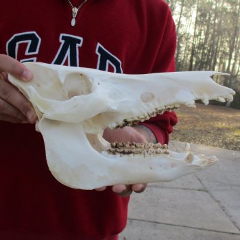 12" Wild Boar Skull - $50