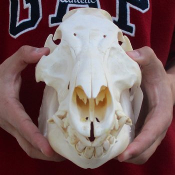 12" Wild Boar Skull - $50