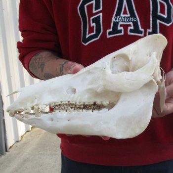 12" Wild Boar Skull - $50