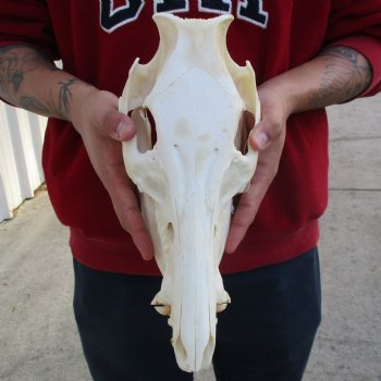 12" Wild Boar Skull - $50