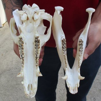 12" Wild Boar Skull - $50