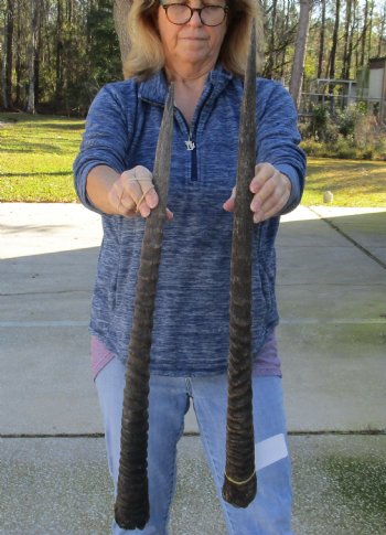 2 Piece Lot of 28 & 31 Inch Authentic African Gemsbok, Oryx horns available for purchase $43/lot