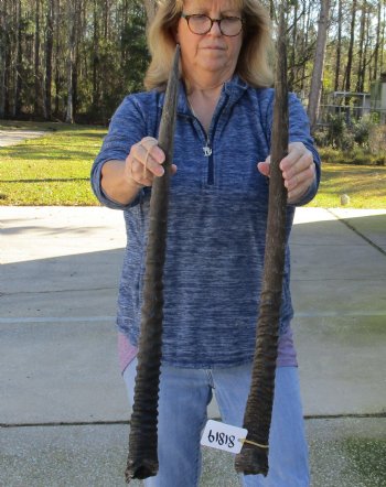 2 Piece Lot of 28 & 31 Inch Authentic African Gemsbok, Oryx horns available for purchase $43/lot