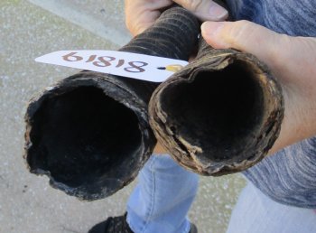 2 Piece Lot of 28 & 31 Inch Authentic African Gemsbok, Oryx horns available for purchase $43/lot