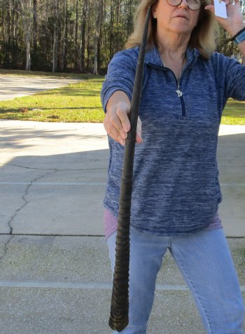 Buy this Gemsbok horn for making shofars, 31 inches for $23