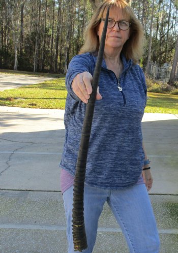 Buy this Gemsbok horn for making shofars, 31 inches for $23