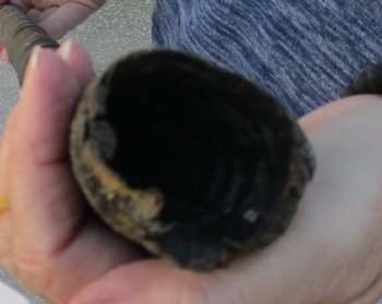 Buy this Gemsbok horn for making shofars, 31 inches for $23