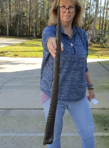 Buy this Gemsbok horn for making shofars, 30 inches for $23