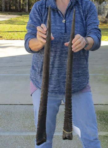 2 Piece Lot of 28 and 30 Inch Authentic African Gemsbok, Oryx horns available for purchase $43/lot