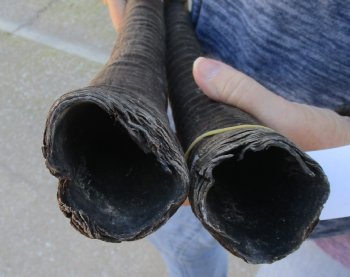 2 Piece Lot of 28 and 30 Inch Authentic African Gemsbok, Oryx horns available for purchase $43/lot