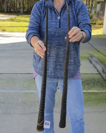 2 Piece Lot of 31 Inch Authentic African Gemsbok, Oryx horns available for purchase $43/lot