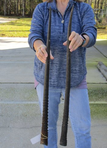 2 Piece Lot of 31 Inch Authentic African Gemsbok, Oryx horns available for purchase $43/lot