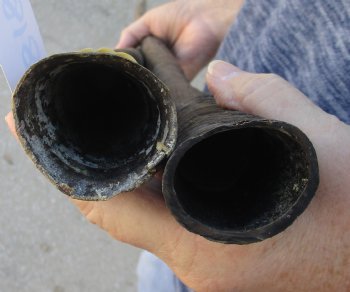 2 Piece Lot of 31 Inch Authentic African Gemsbok, Oryx horns available for purchase $43/lot