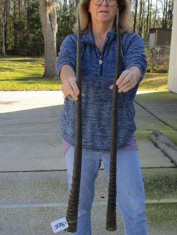2 Piece Lot of 36 & 37 Inch Authentic African Gemsbok, Oryx horns available for purchase $56/lot