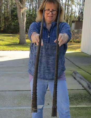 2 Piece Lot of 36 & 37 Inch Authentic African Gemsbok, Oryx horns available for purchase $56/lot