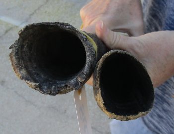 2 Piece Lot of 36 & 37 Inch Authentic African Gemsbok, Oryx horns available for purchase $56/lot