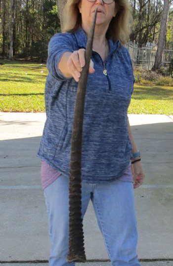 Buy this Gemsbok horn for making shofars, 33 inches for $26