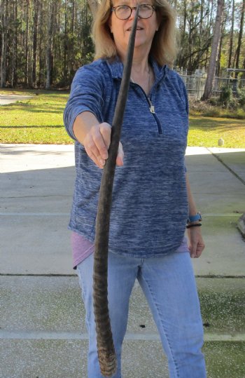Buy this Gemsbok horn for making shofars, 35 inches for $26