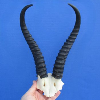 Male Springbok Skull Plate with 11" Horns - $30