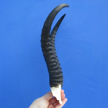 Male Springbok Skull Plate with 11" Horns - $30