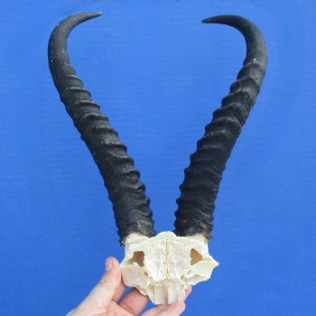 Male Springbok Skull Plate with 11" Horns - $30