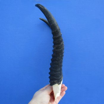 Male Springbok Skull Plate with 11" Horns - $30