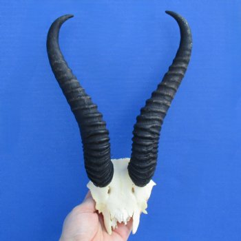 Male Springbok Skull Plate with 10" Horns - $30