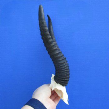 Male Springbok Skull Plate with 10" Horns - $30