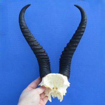 Male Springbok Skull Plate with 10" Horns - $30