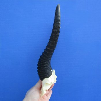 Male Springbok Skull Plate with 10" Horns - $30