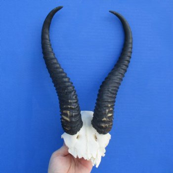 Male Springbok Skull Plate with 12" Horns - $30